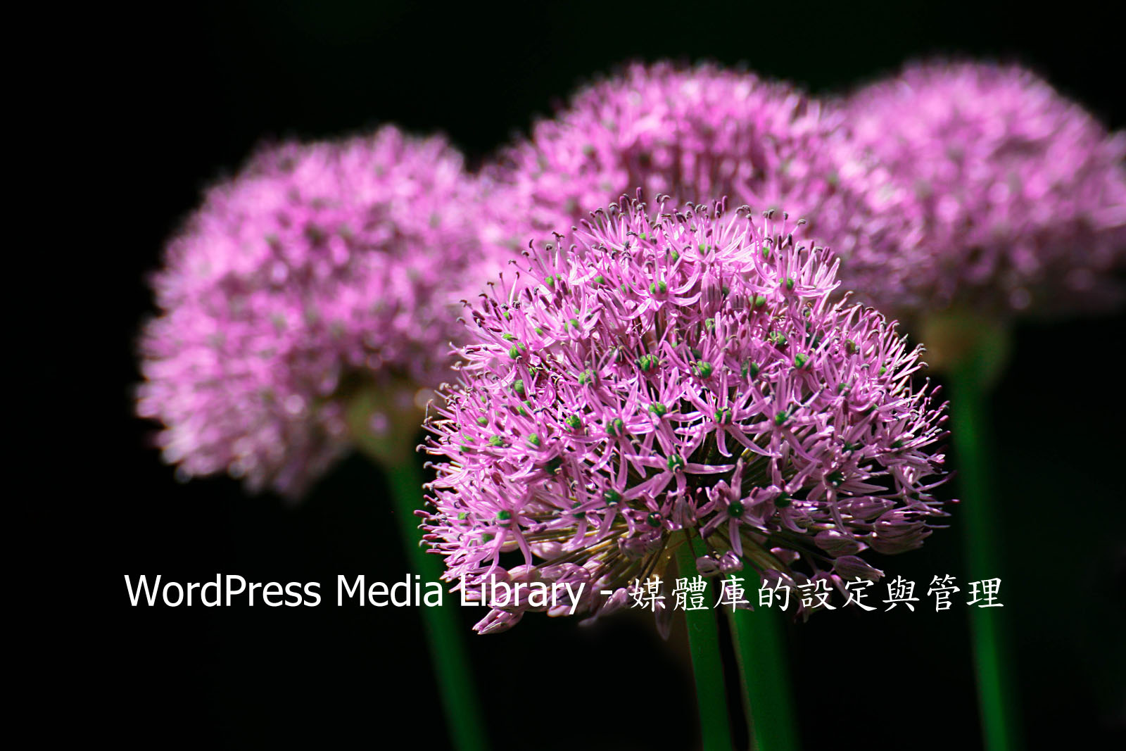 WordPress Media Library WordPress Media Library
