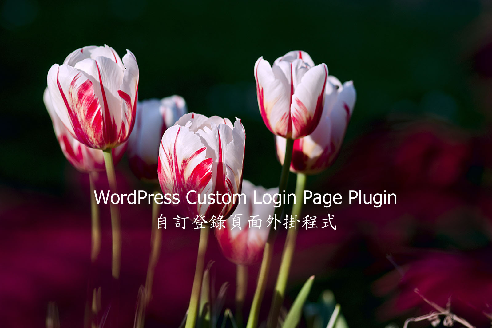 WordPress Custom Login Page Plugin WordPress Custom Login Page Plugin