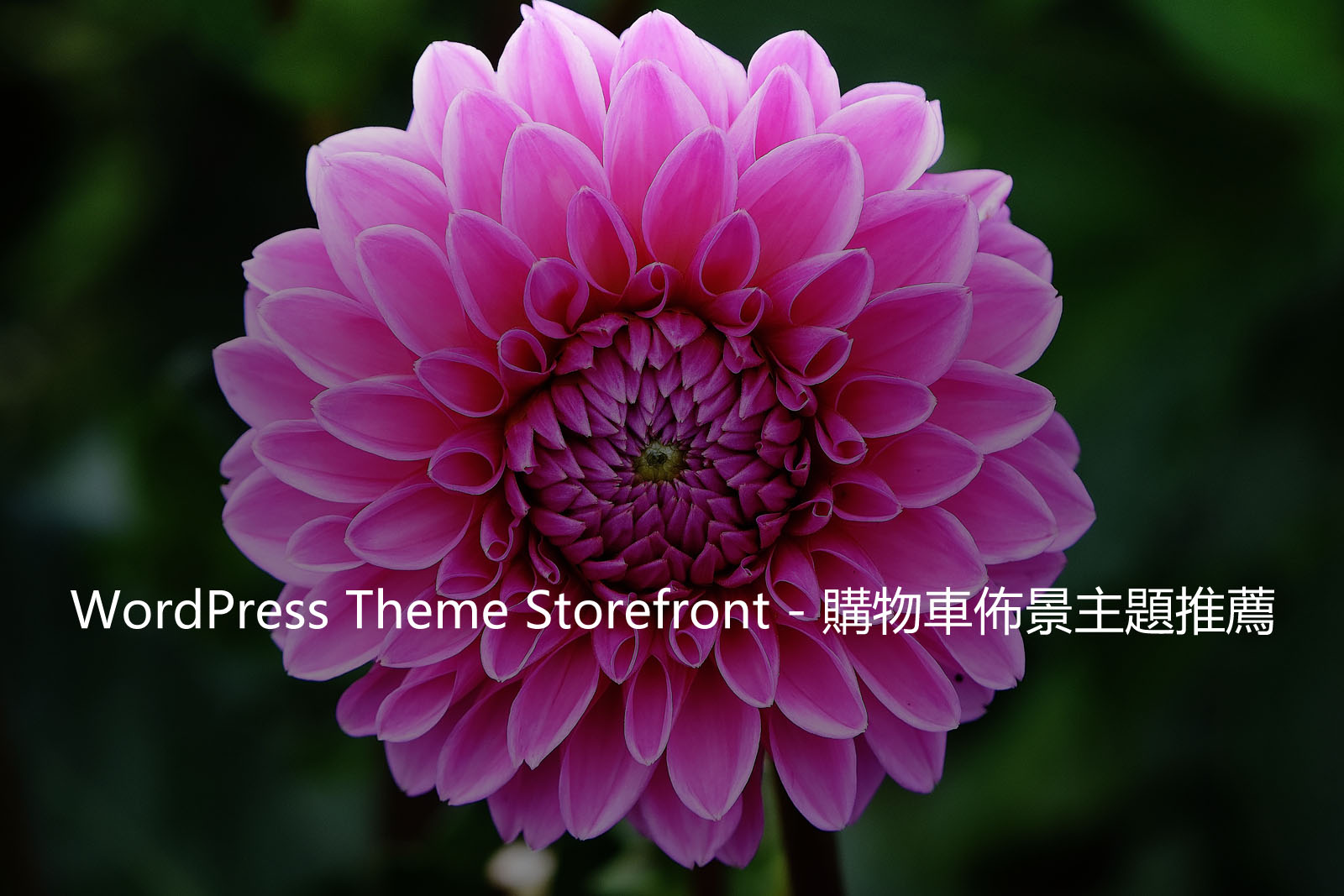 WordPress Theme Storefront