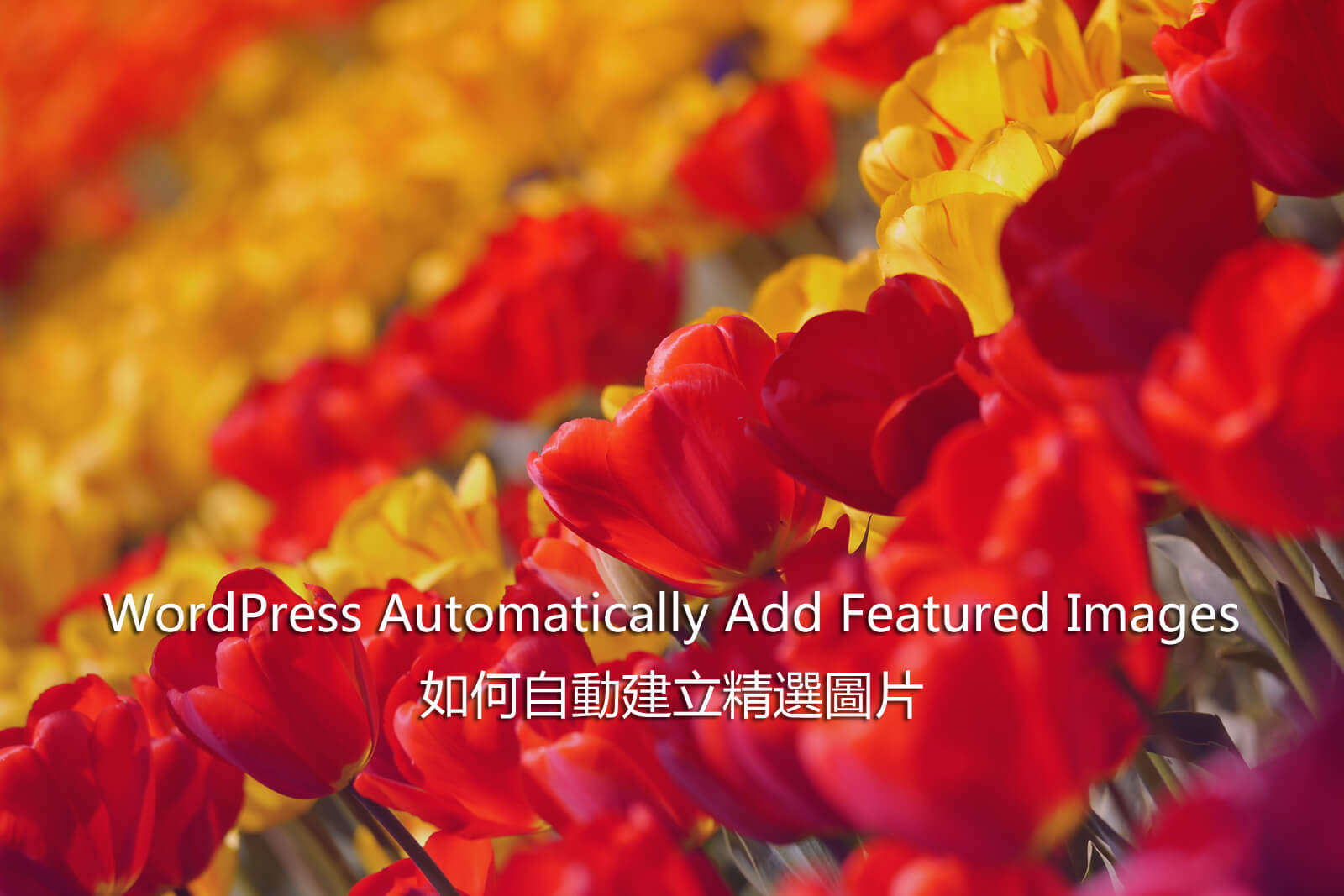 WordPress Automatically Add Featured Images – 如何自動建立精選圖片
